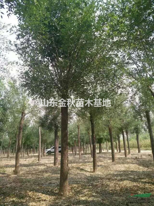 國槐-【18公分國槐】精品國槐綠化樹18公分國槐價格