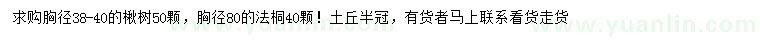 求購(gòu)胸徑38-40公分楸樹(shù)、80公分法桐