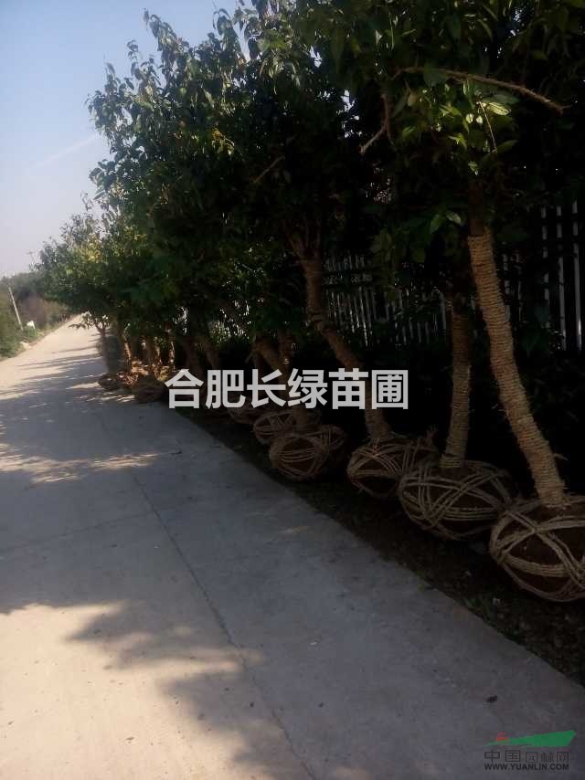 安徽合肥臘梅悄悄已綻放，歡迎前來(lái)選購(gòu)，肥西臘梅基地
