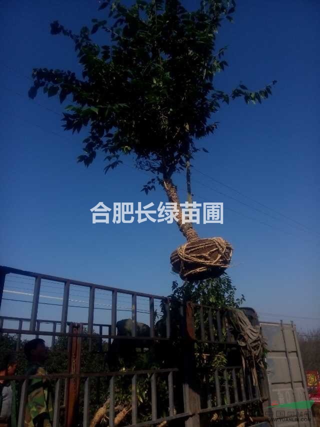 安徽合肥臘梅悄悄已綻放，歡迎前來(lái)選購(gòu)，肥西臘梅基地