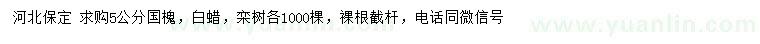 求購國槐、白蠟、欒樹