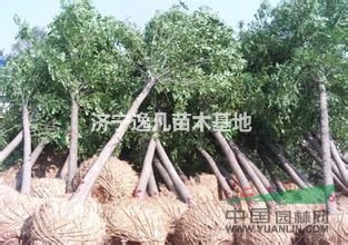 山東出售2-10公分國槐，批發(fā)優(yōu)質(zhì)國槐樹苗