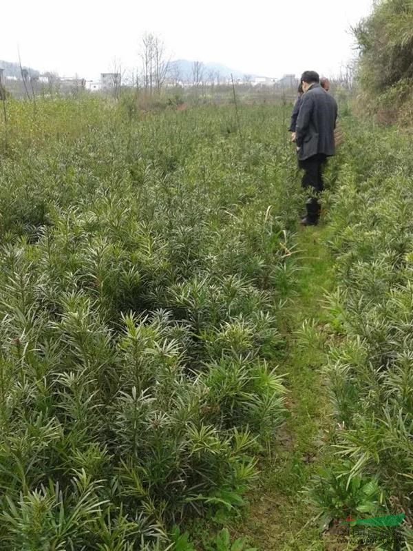 我地有大量規(guī)格苗木無患子、池杉、楊梅、黃山欒樹、桂花