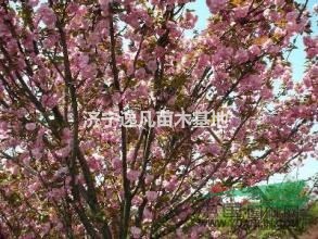 山東櫻花哪里好？山東櫻花怎么賣(mài)？山東櫻花批發(fā)價(jià)格多少錢(qián)？