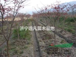 山東櫻花哪里好？山東櫻花怎么賣(mài)？山東櫻花批發(fā)價(jià)格多少錢(qián)？