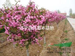 山東地價(jià)供應(yīng)優(yōu)質(zhì)紅寶石海棠，絢麗海棠，西府海棠