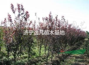 山東最好紅葉李哪里有？紅葉李批發(fā)價(jià)格哪里便宜？