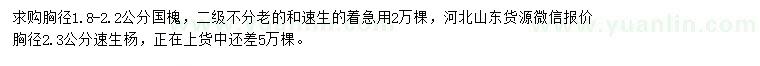 求購(gòu)胸徑1.8-2.2公分國(guó)槐、胸徑2.3公分速生楊