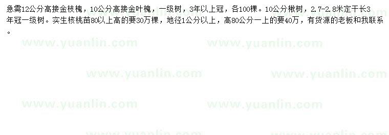 求購金枝槐、金葉槐、楸樹等