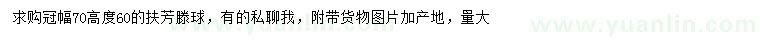 求購冠幅70公分扶芳滕球