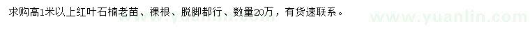 求購高1米以上紅葉石楠