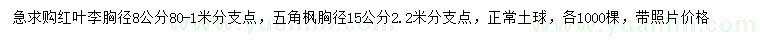 求購(gòu)胸徑8公分紅葉李、15公分五角楓