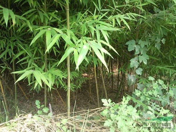 供应绿化毛竹