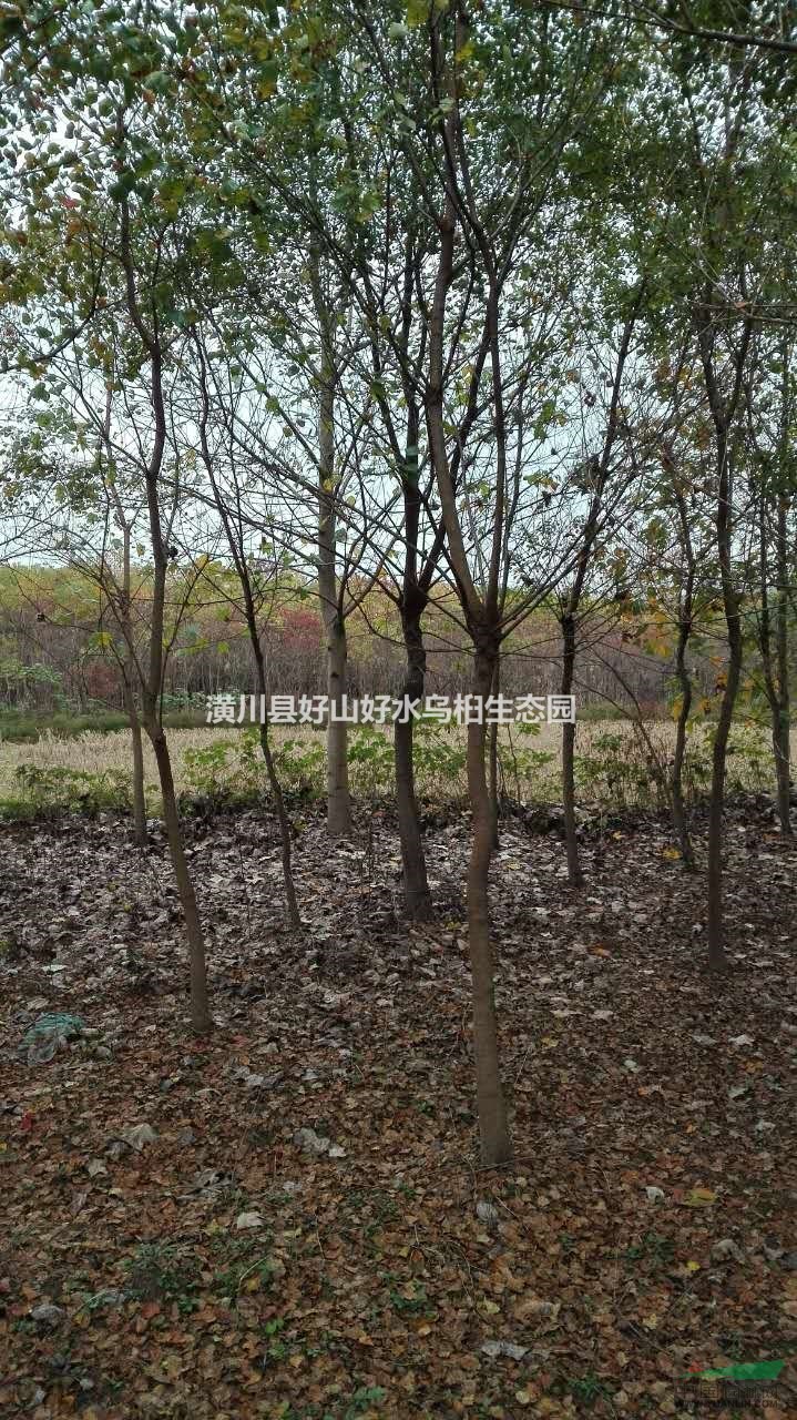 河南直銷(xiāo)優(yōu)質(zhì)烏桕樹(shù)苗，低價(jià)批發(fā)烏桕小苗