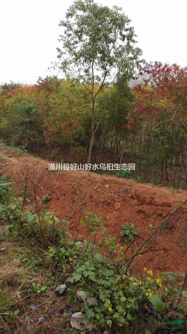 河南直銷(xiāo)優(yōu)質(zhì)烏桕樹(shù)苗，低價(jià)批發(fā)烏桕小苗