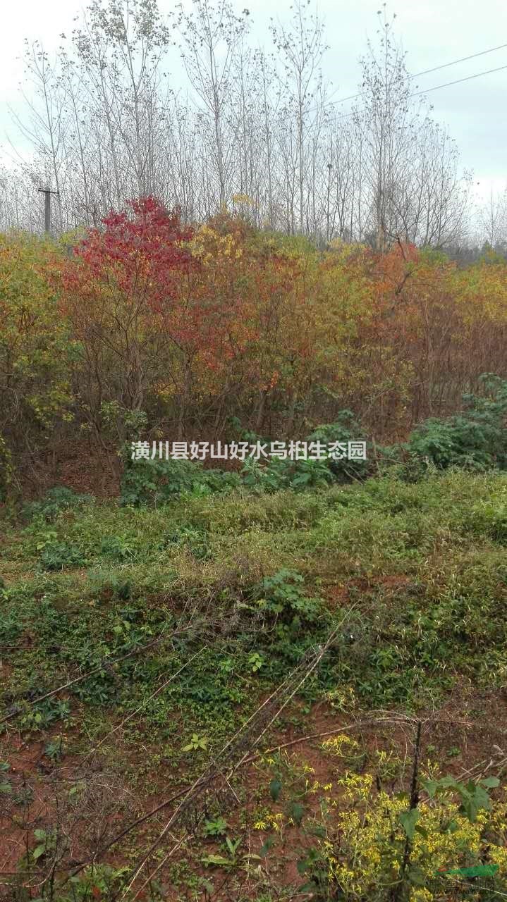 河南烏桕怎么賣？河南烏桕批發(fā)價格哪里便宜？