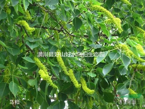 河南烏桕怎么賣？河南烏桕批發(fā)價格哪里便宜？