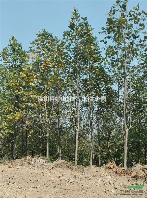 河南潢川出售米徑4-18公分馬褂木，優(yōu)惠促銷啦