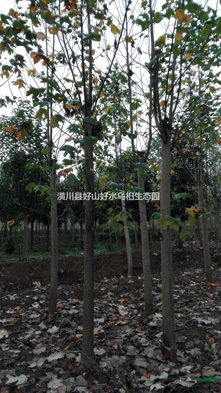 河南低價(jià)批發(fā)優(yōu)質(zhì)馬褂木（鵝掌楸，雙飄樹）