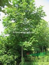 河南低價(jià)批發(fā)優(yōu)質(zhì)馬褂木（鵝掌楸，雙飄樹）