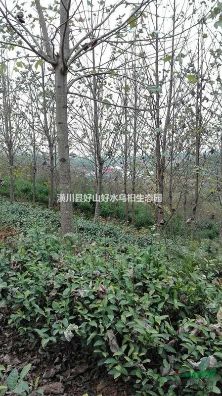 今年河南馬褂木怎么賣？河南馬褂木價格哪里比較便宜？