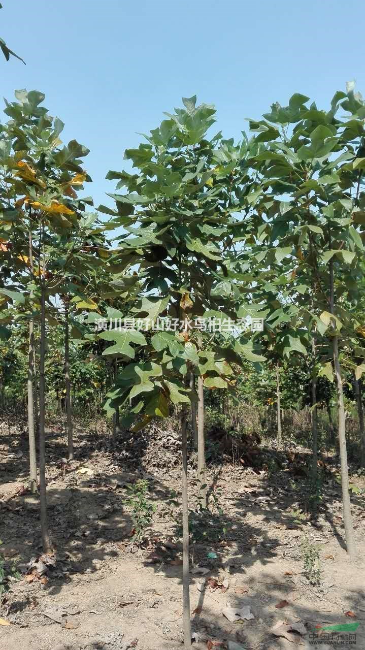 今年河南馬褂木怎么賣？河南馬褂木價格哪里比較便宜？