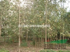 低價出售馬褂木樹，精品馬褂木樹苗，優(yōu)質馬褂木小苗