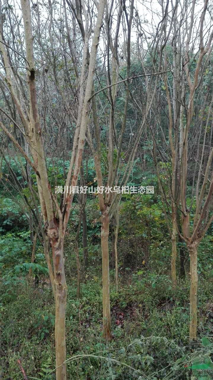 河南信陽出售米徑1-8公分紫薇，量大從優(yōu)哦