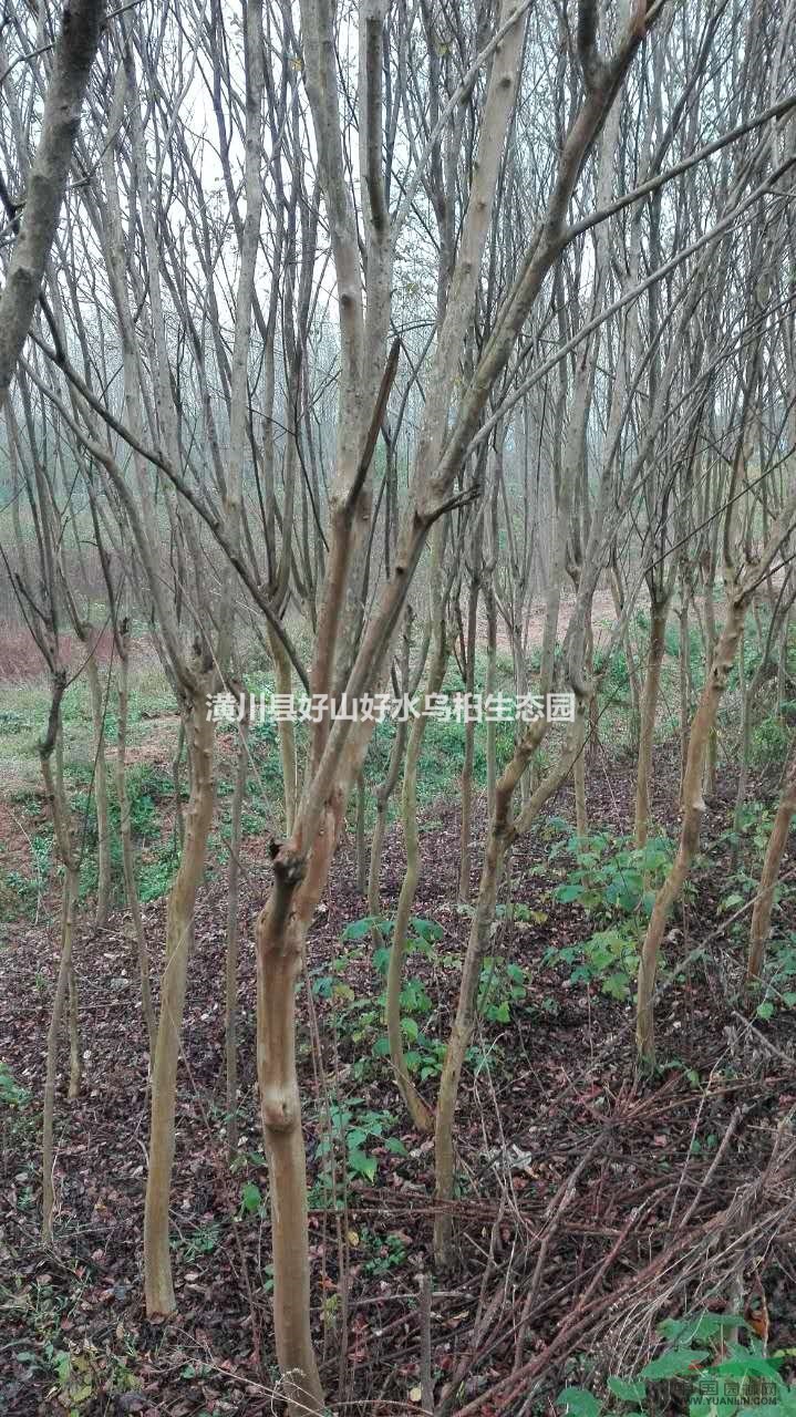 河南信陽出售米徑1-8公分紫薇，量大從優(yōu)哦