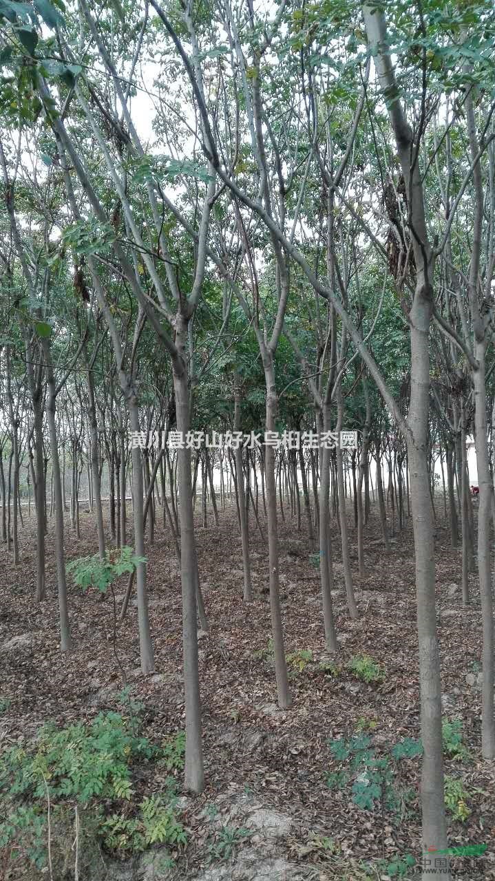 今年河南欒樹什么價(jià)？最便宜河南欒樹價(jià)格哪里有？