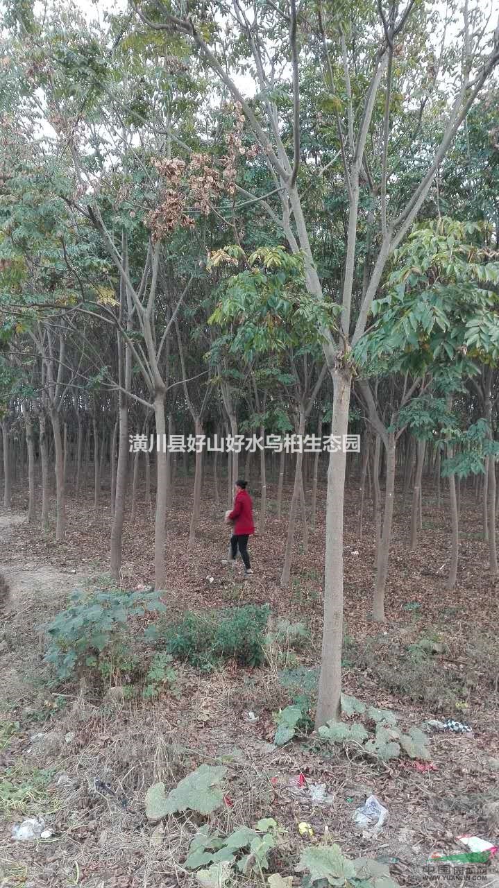 今年河南欒樹什么價(jià)？最便宜河南欒樹價(jià)格哪里有？