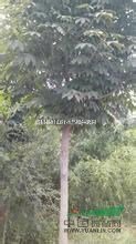 河南出售6-10公分七葉樹，最新七葉樹批發(fā)價(jià)格