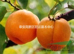 供應(yīng)金太陽杏苗  品種純正