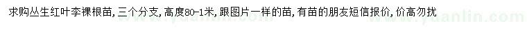 求購叢生紅葉李