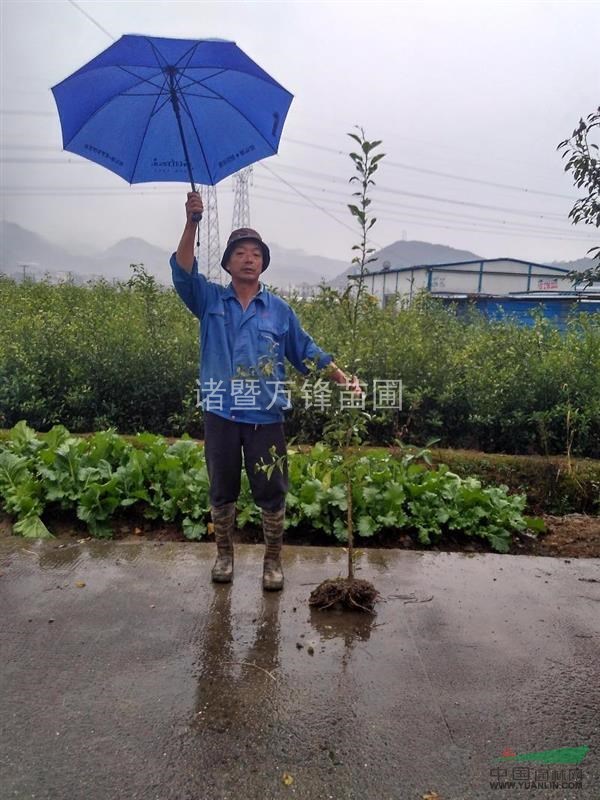 浙江諸暨萬鋒苗圃供應(yīng)香泡苗，紅桔苗