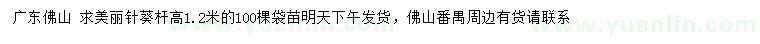 求購高1.2米美麗針葵