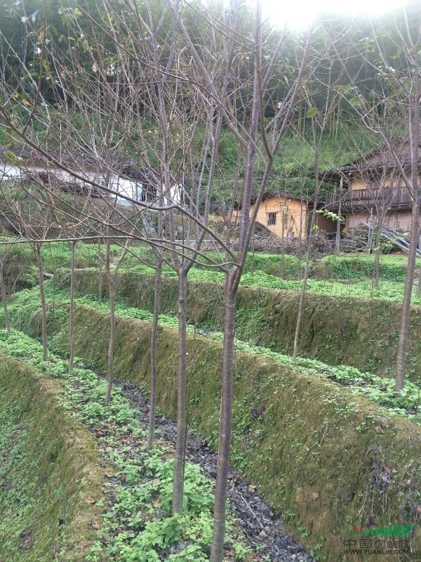 福建泉州供應(yīng)福建山櫻花5至7公分