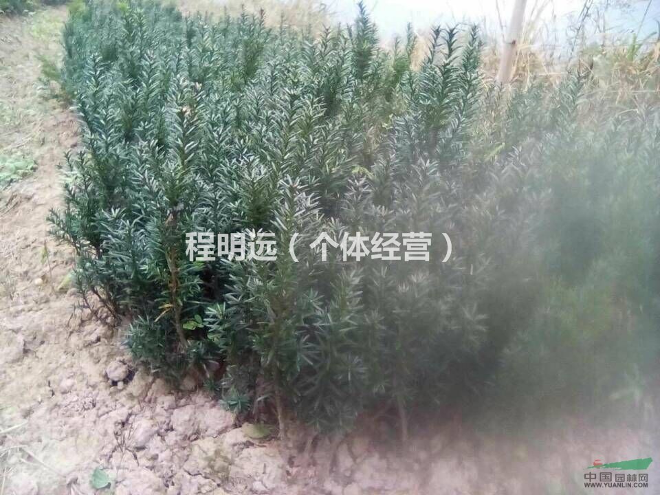 量大从优。重庆急售红豆杉苗木10万颗，价格1-1.3元