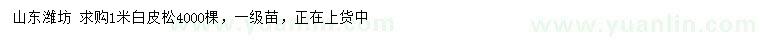 求購1米白皮松