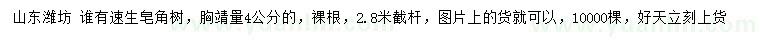 求購胸徑量4公分速生皂角