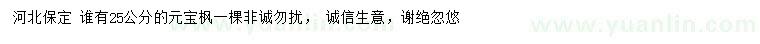 求購25公分元寶楓