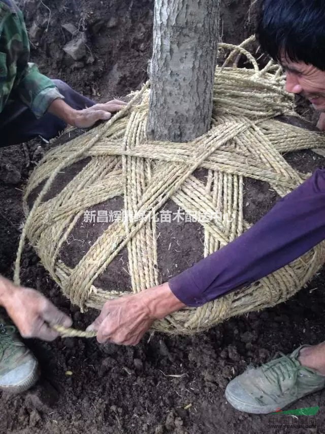 浙江桂花冠幅2-5米金桂