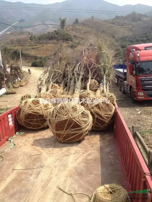 供應(yīng)白玉蘭紅玉蘭精品玉蘭