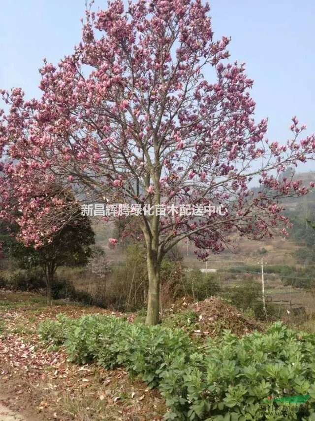 供應(yīng)白玉蘭紅玉蘭精品玉蘭