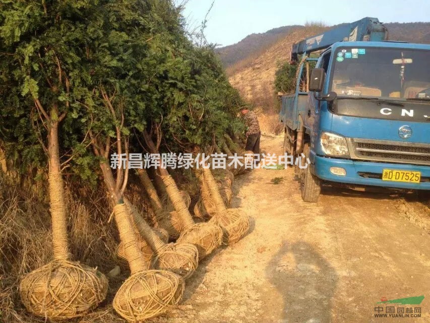 供應紅豆杉苗南方紅豆杉精品紅豆杉
