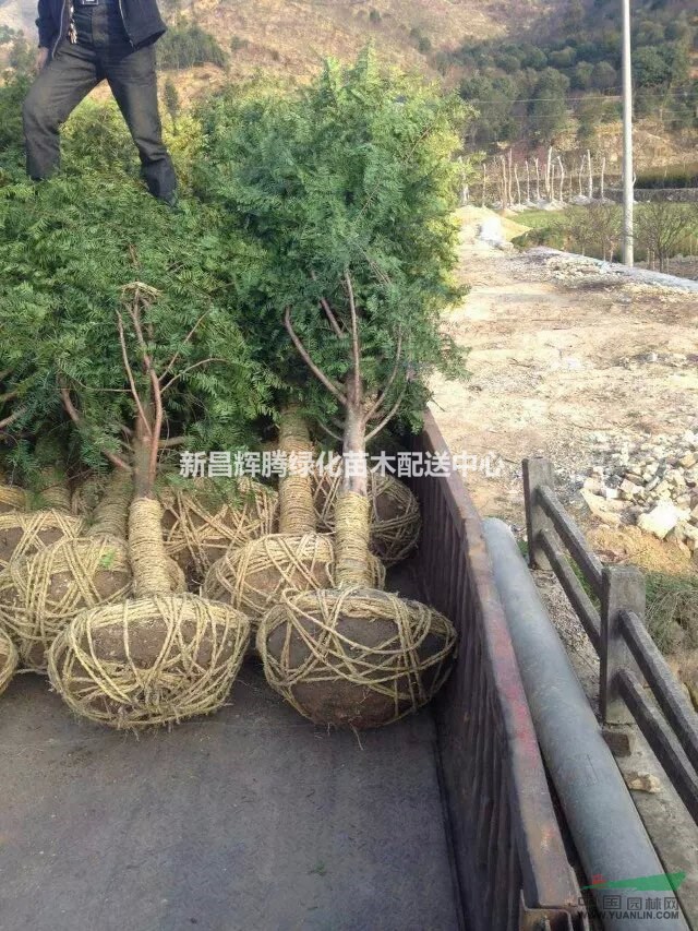 供應紅豆杉苗南方紅豆杉精品紅豆杉