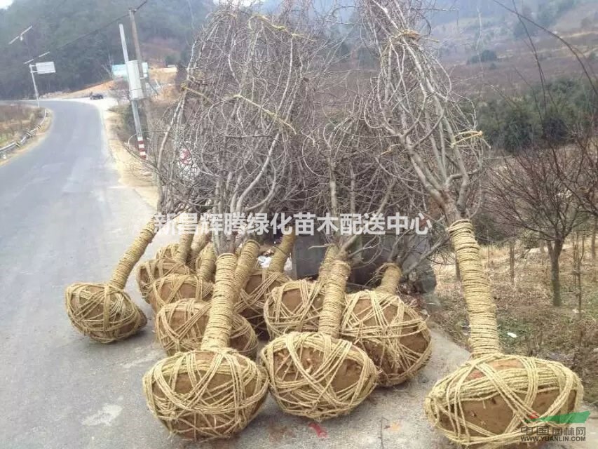垂絲海棠大量供應高接垂絲海棠12公分15公分20公分