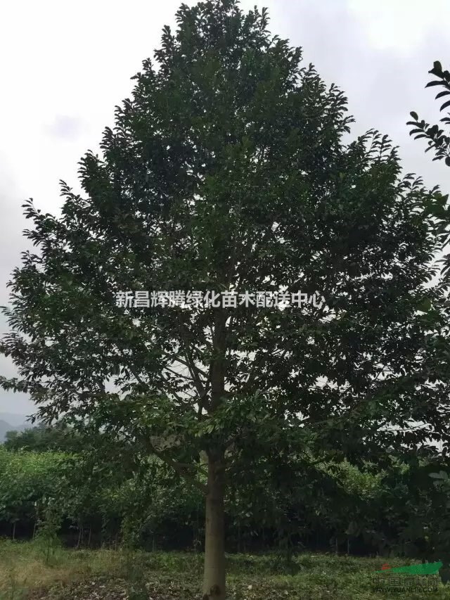 浙江供應(yīng)樂昌含笑精品樂昌含笑