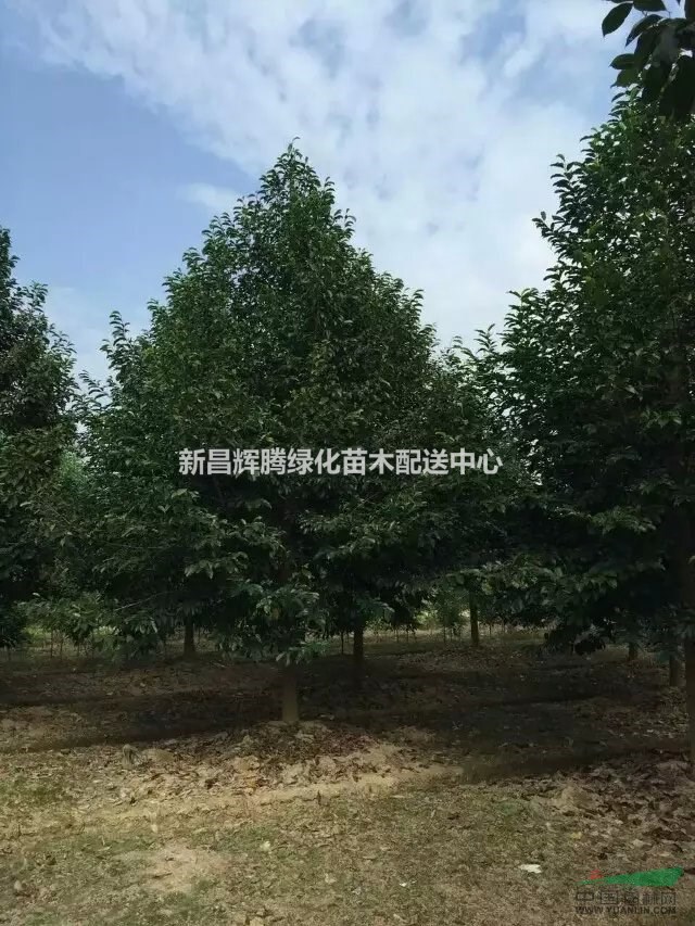 浙江供應(yīng)樂昌含笑精品樂昌含笑