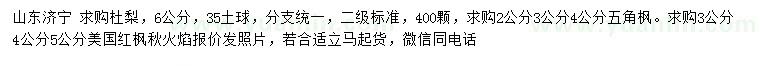 求購杜梨、五角楓、美國紅楓火焰